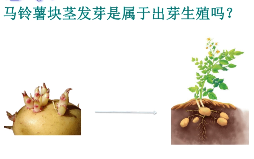 無性繁殖優缺點