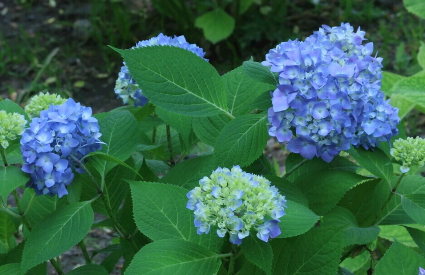 水養繡球花方法