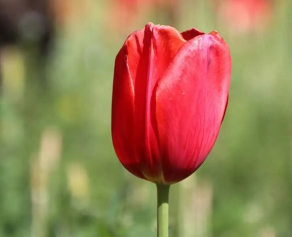 鬱金香水中栽培