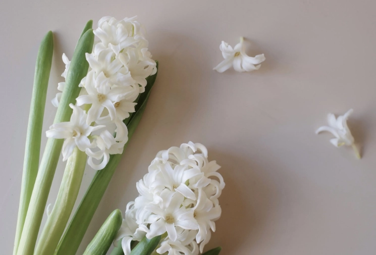 風信子花期多久