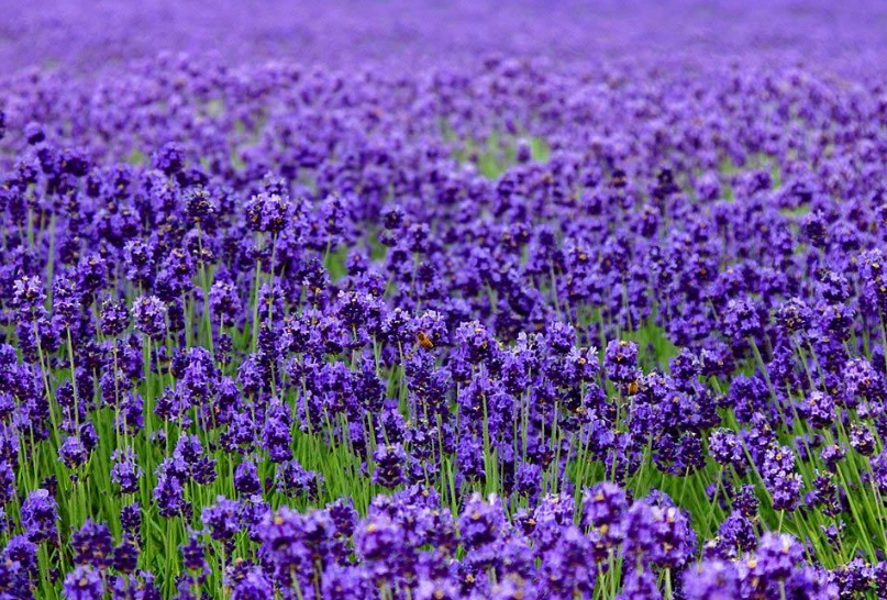 薰衣草開花修剪