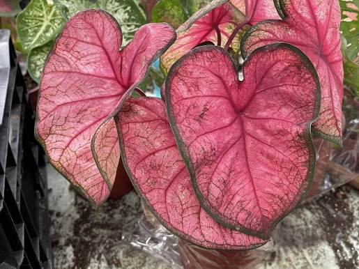 彩葉芋 照顧方法