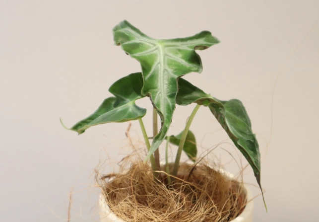 特殊植物品種 特殊植物品種