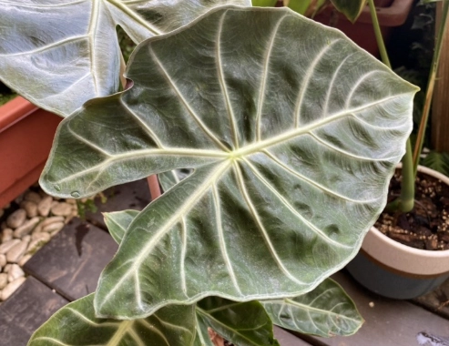 粉龍觀音蓮種植