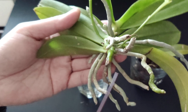 蝴蝶蘭側芽分株注意事項