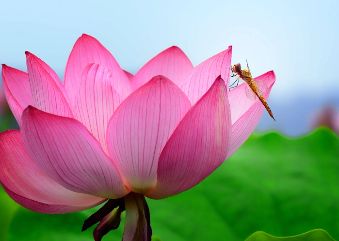 荷花種子發芽技巧