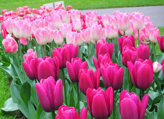 鬱金香開花時間