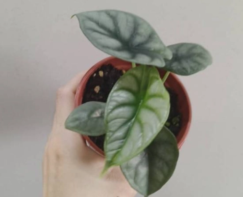 觀音蓮種植方法