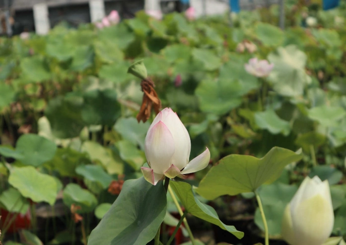 荷花種子種植方法