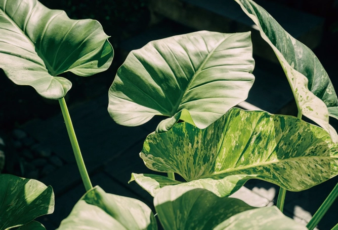 觀葉植物養護 觀葉植物養護