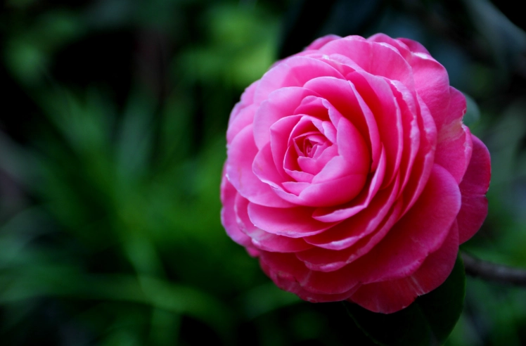 茶花栽培技巧 茶花栽培技巧