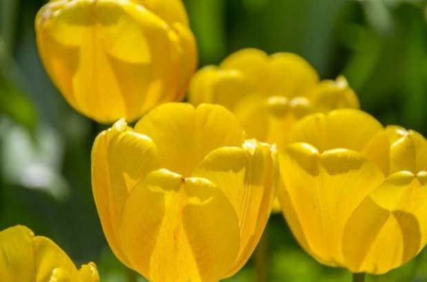 鬱金香花期管理