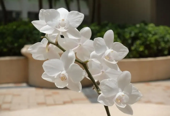 蘭花發霉原因 蘭花發霉原因