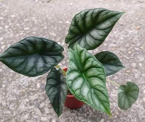 觀音蓮種植方法