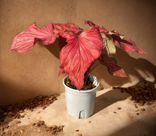 沙漠落日彩葉芋 種植