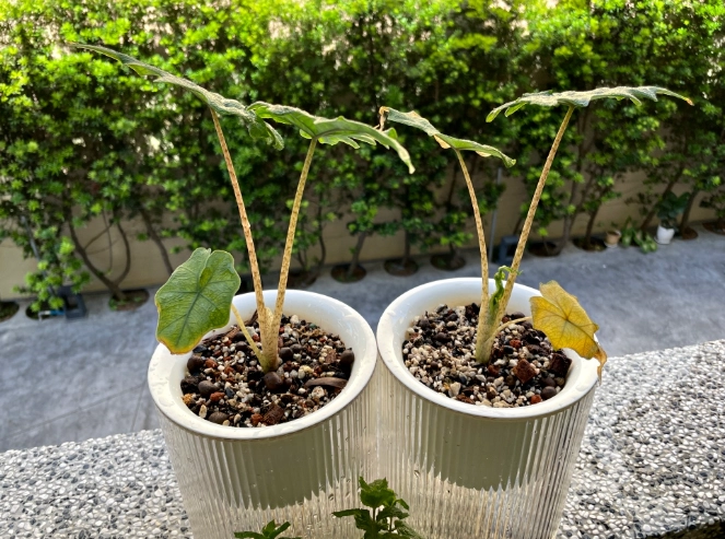 傑克林垂頭症狀