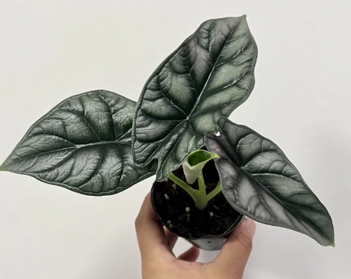 觀音蓮種植方法