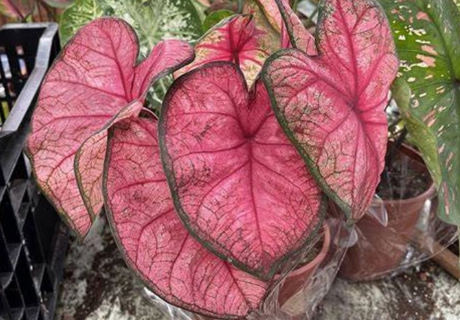 彩葉芋爛根治療