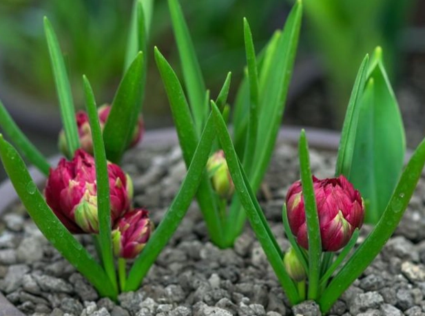 鬱金香發芽技巧