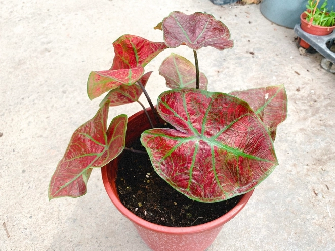 彩葉芋爛根治療