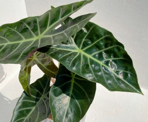 粉龍觀音蓮種植