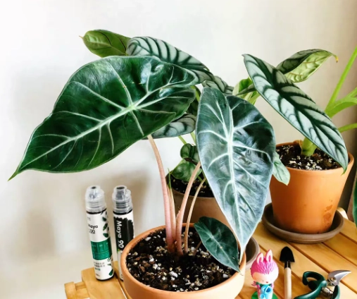 粉龍觀音蓮病害