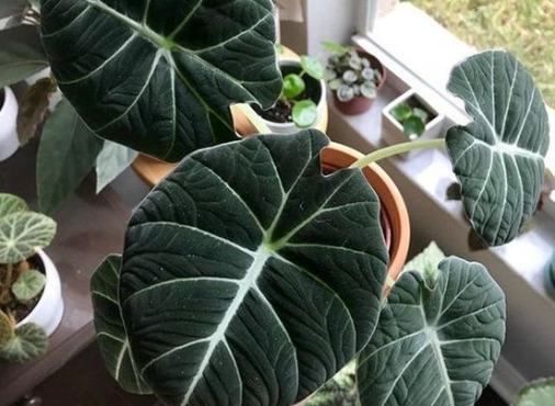 黑絲絨觀音蓮照顧