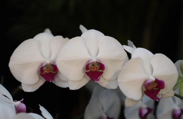 蘭花換盆後澆水