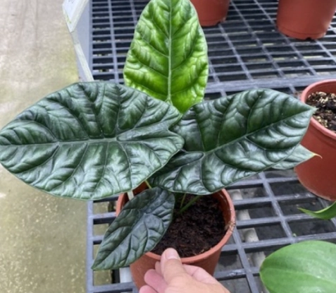 黑龍觀音蓮養護