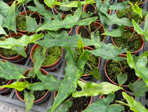 莎賓娜觀音蓮種植