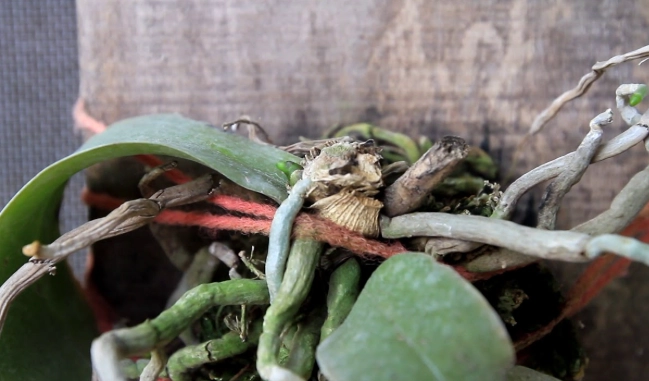 蝴蝶蘭側芽分株時機