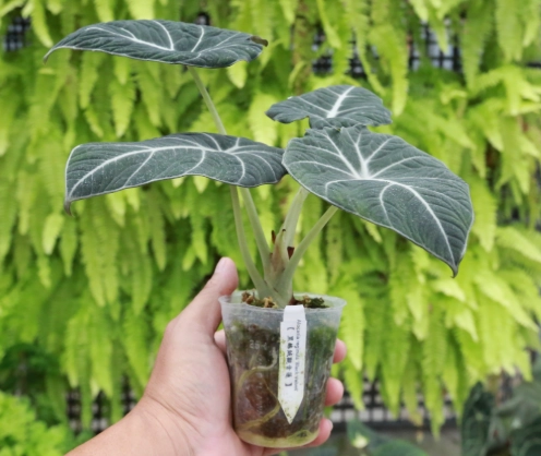 黑龍觀音蓮養護