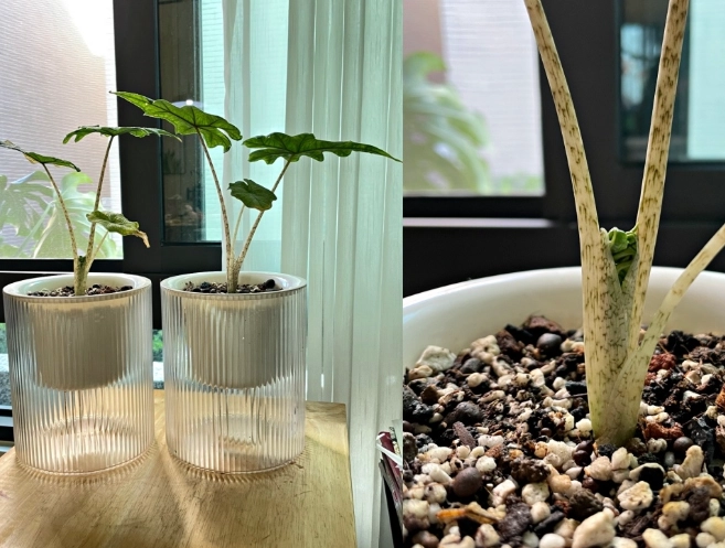 改善傑克林垂頭