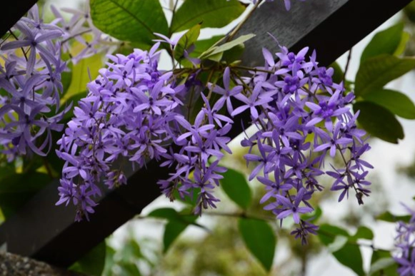 錫葉藤栽培方法 錫葉藤栽培方法