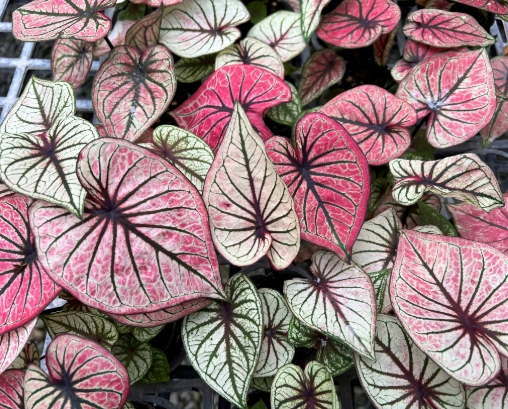 特殊植物品種 特殊植物品種