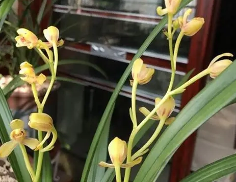 蘭花黃葉處理方法