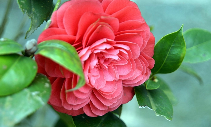 茶花種子發芽方法 茶花種子發芽方法