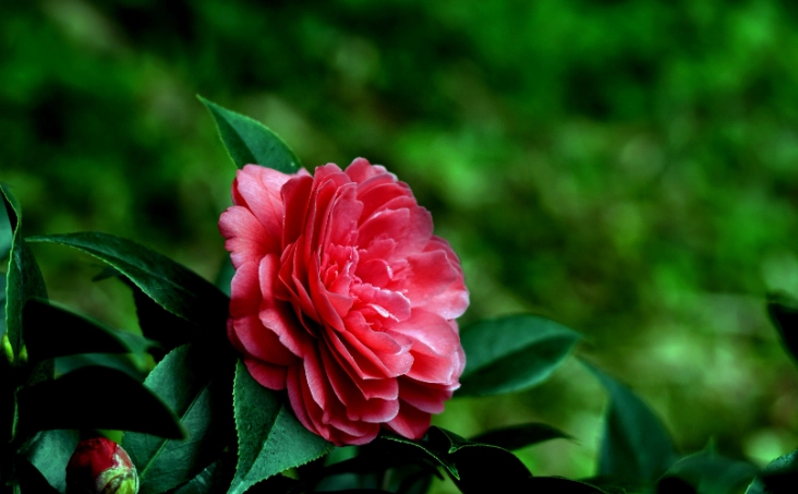 茶花栽培技巧 茶花栽培技巧