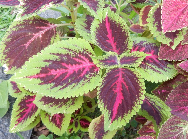 彩葉草養護技巧