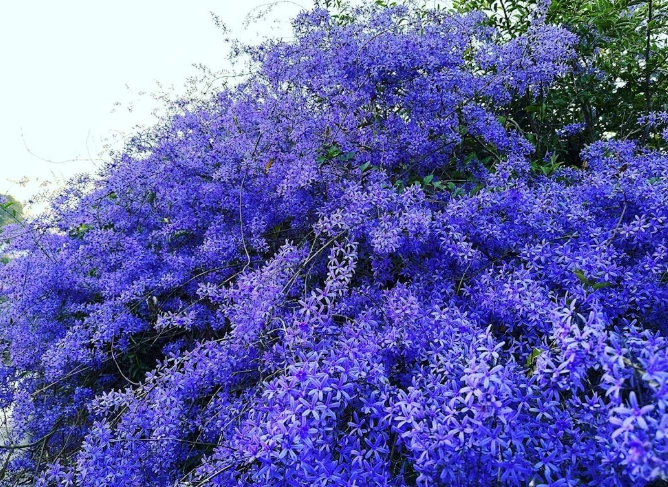 許願藤栽培技巧 許願藤栽培技巧