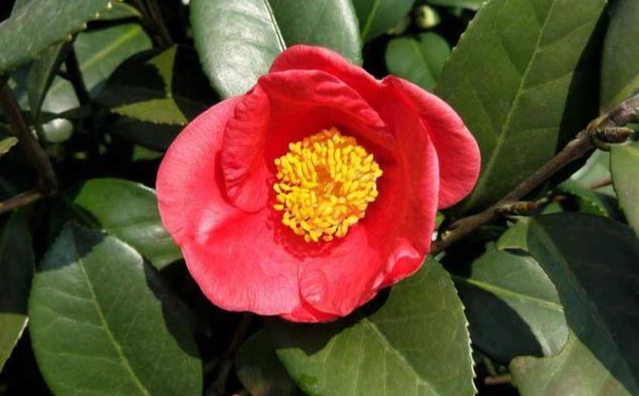 茶花栽培技巧 茶花栽培技巧