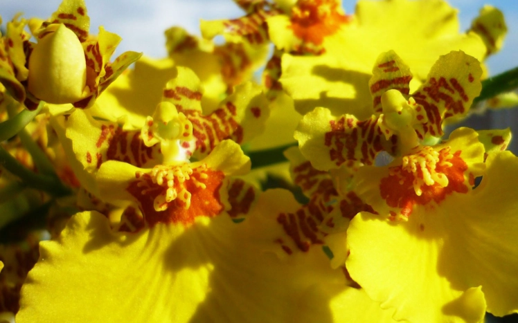 蘭花換盆後澆水