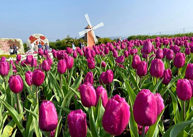 鬱金香花期管理