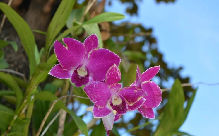 蘭花不開花解決方案