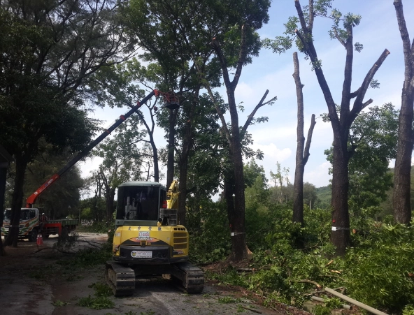 園藝修剪方法 園藝修剪方法