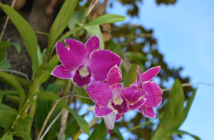 蘭花發霉原因 蘭花發霉原因