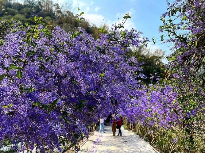 錫葉藤安全種植 錫葉藤安全種植