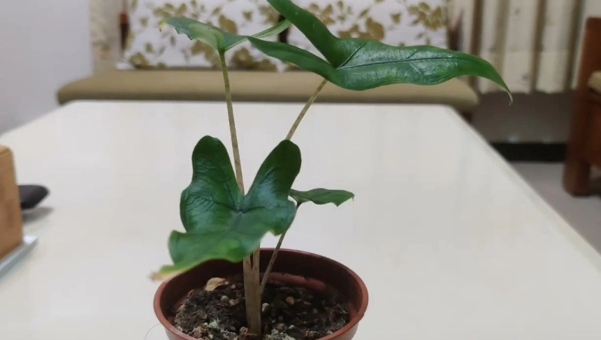 莎賓娜觀音蓮種植