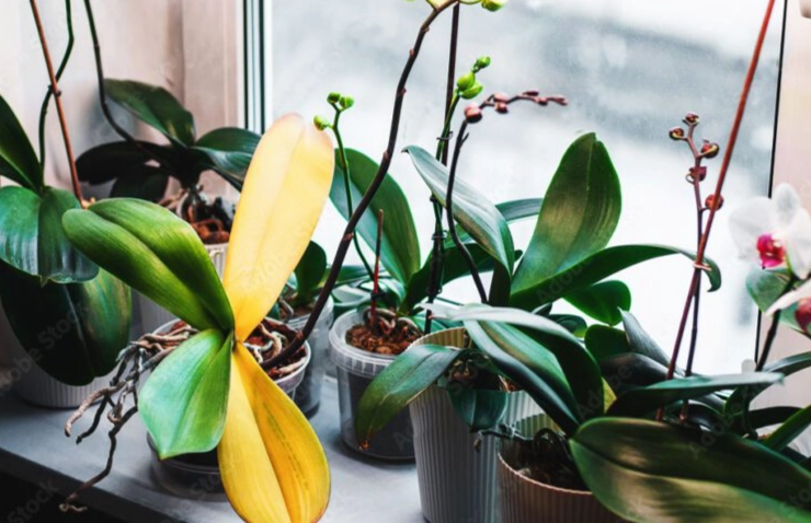 蘭花葉子變黃原因