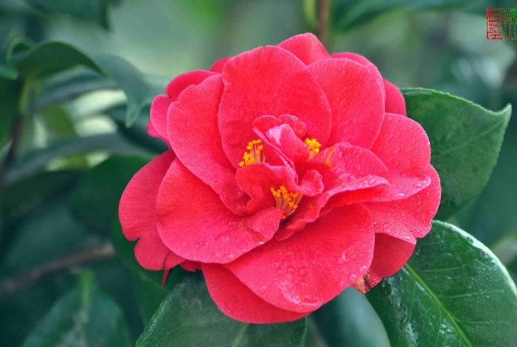 茶花種子發芽方法 茶花種子發芽方法